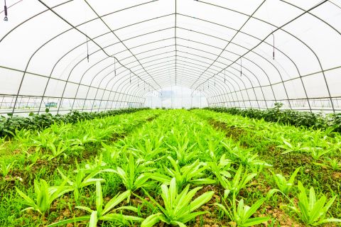 内蒙古联业农业科技有限公司
